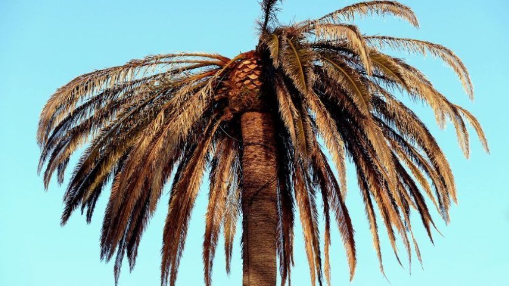 8 Le charancon du palmier et la Serpe.jpg